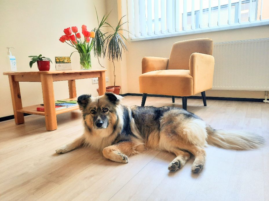 Lemmikloomad kui vaimse tervise valvurid